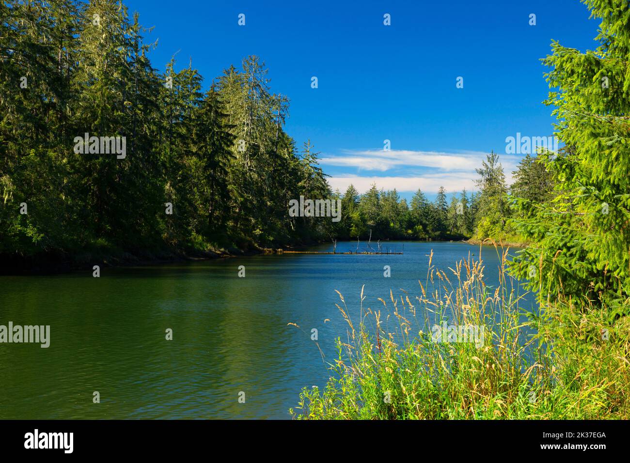 Blue Slough, Reserva Natural del Área de la Llanura de Chehalis River Surge, Washington Foto de stock