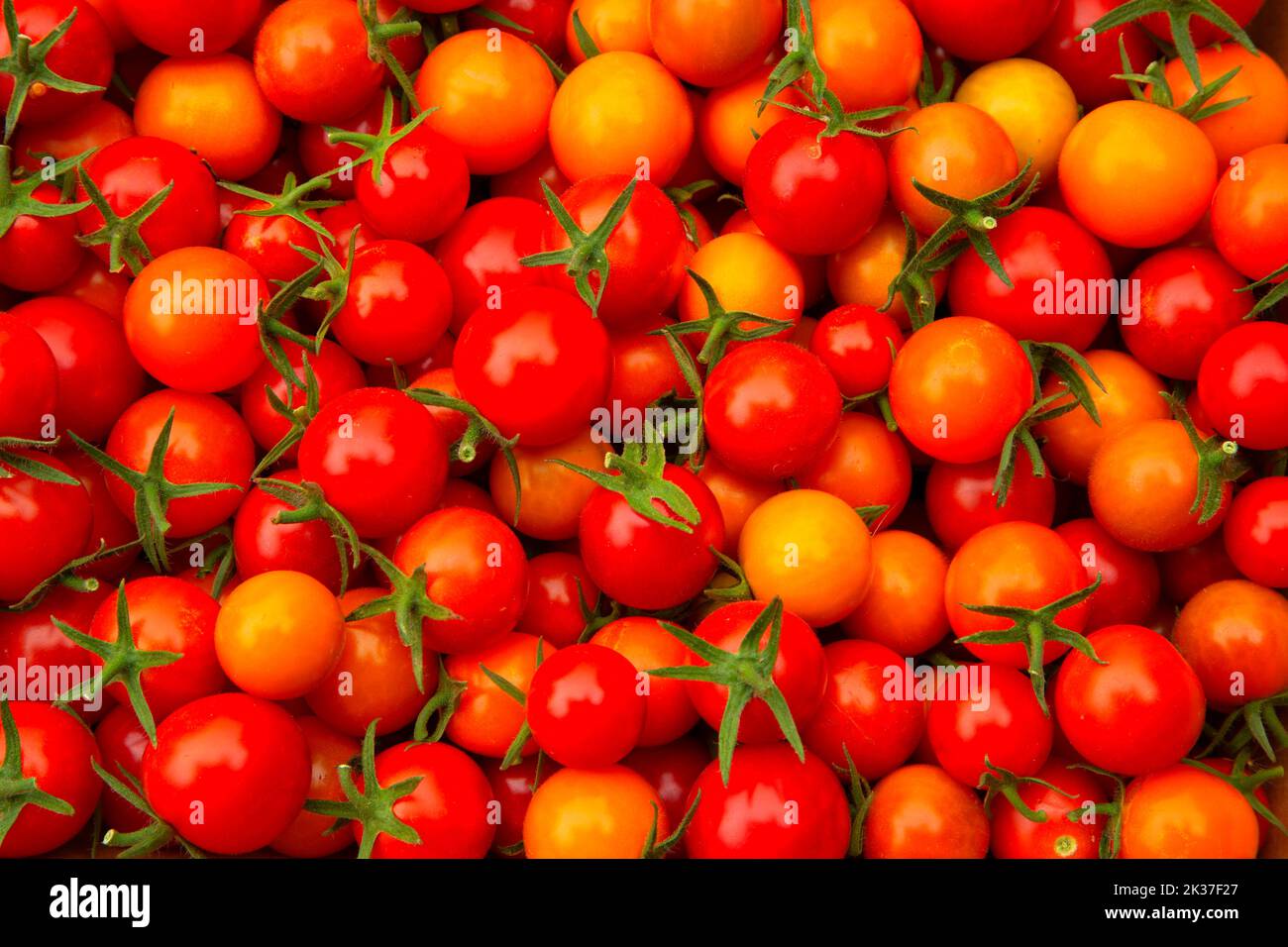 Cherry Tomatoes, Condado de Marion, Oregón Foto de stock
