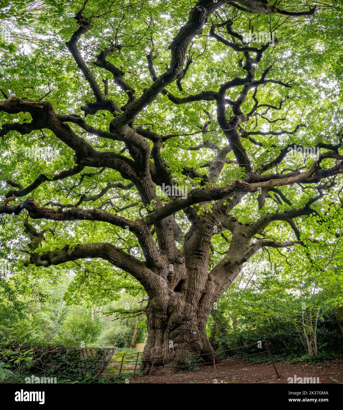 El Knoll Hill Oak Un viejo árbol de Quercus petraea de roble sésile en los bosques de Bishop's Knoll sobre el Avon Gorge y el más grande de Bristol con una circunferencia de 7 metros Foto de stock