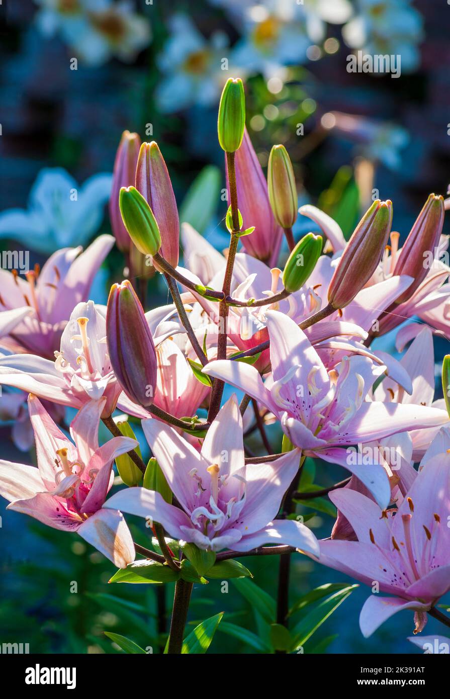 Lirios Rosados, Lilium 'Arbatax' (Lirio Longíflorum-Asiático). Jardín formal en el Eleanor Cabot Bradley Estate, en Canton, MA Foto de stock