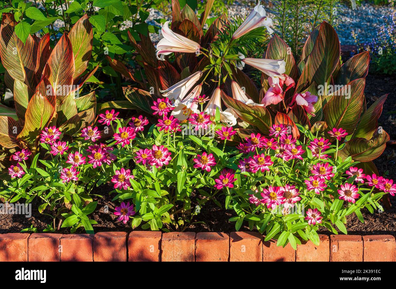 Cultivares coloridos de zinnia común (Zinnia elegans). Jardín formal en el Eleanor Cabot Bradley Estate, en Canton, MA Foto de stock