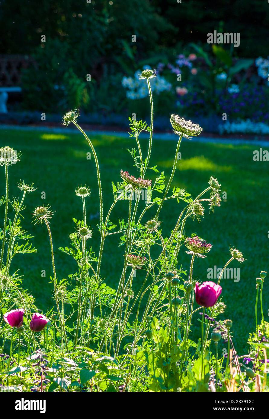 Encaje de la Reina Ana, zanahoria salvaje (Daucus carota), retroiluminado por un sol de verano. Jardín formal en el Eleanor Cabot Bradley Estate, en Canton, MA Foto de stock