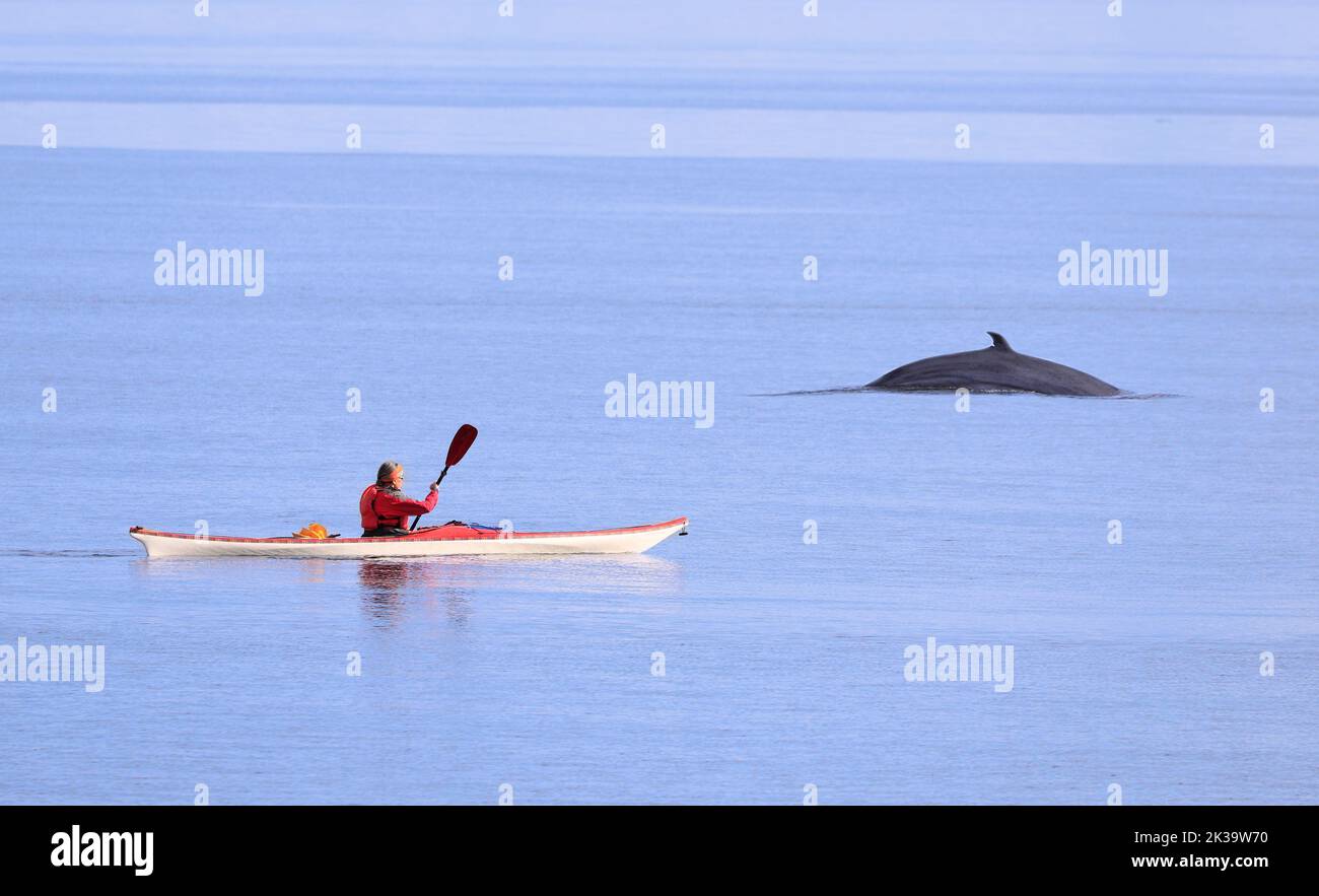 Turista en Kayak observando ballenas en la zona de Tadoussac, estuario de Saint Lawrence, Côte-Nord, Canadá Foto de stock