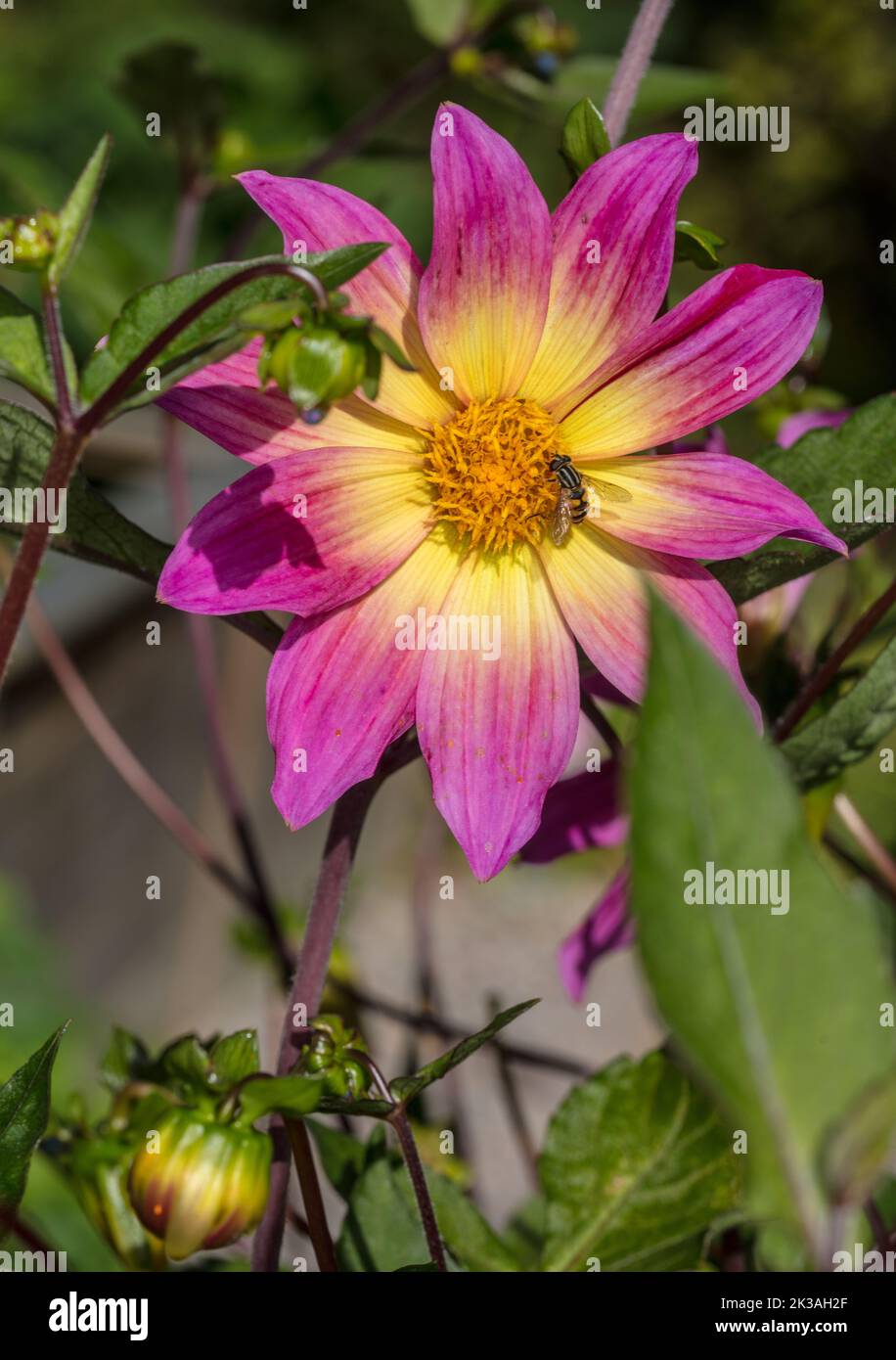 'Ojos brillantes' Dahlia de flor simple, Enkelblommig dahlia (Dahlia x hortensis) Foto de stock