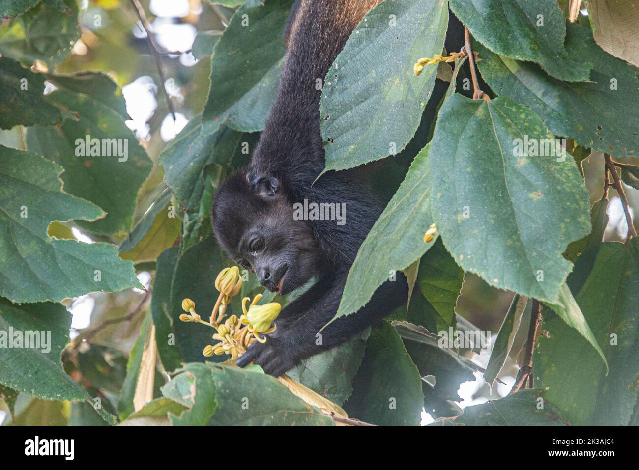 Mono, Isla Chiquita, Costa Rica Foto de stock