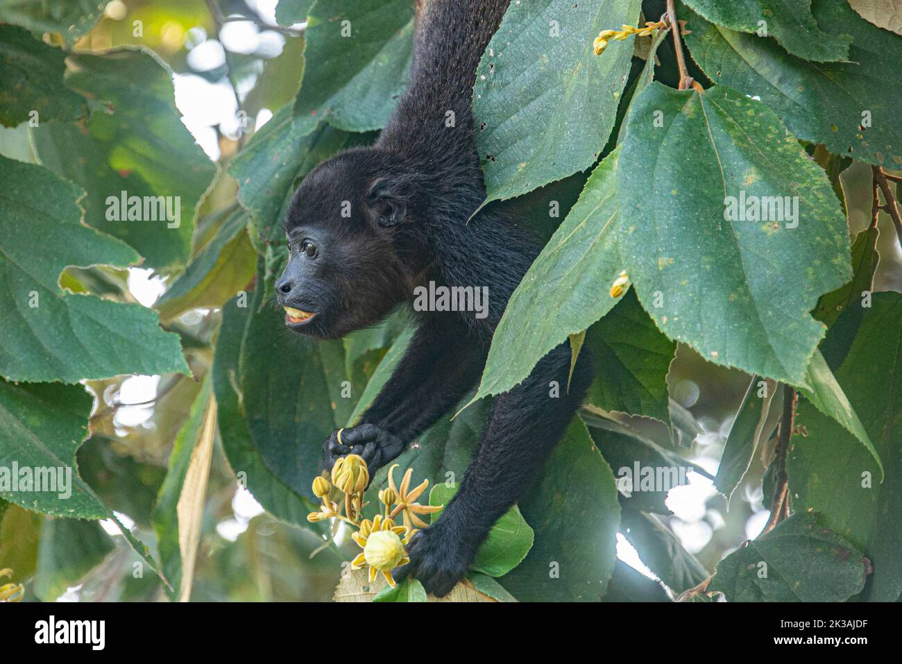 Mono, Isla Chiquita, Costa Rica Foto de stock