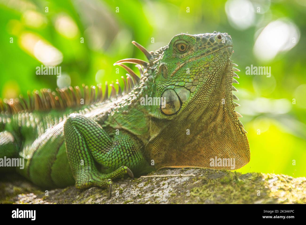 Iguana Verde, Parque Nacional Arenal, La Fortuna, Costa Rica Foto de stock