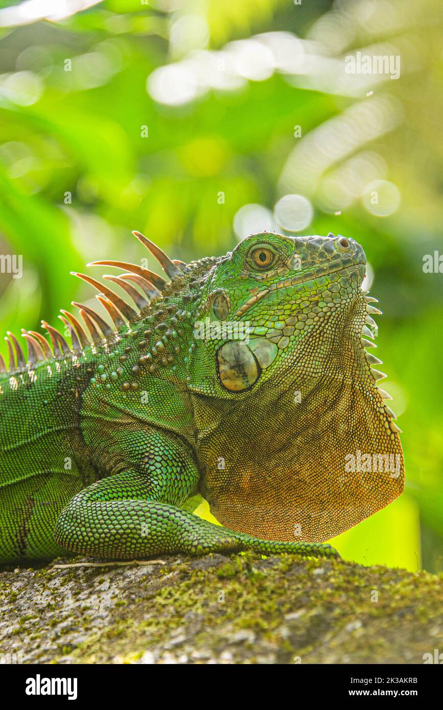 Iguana Verde, Parque Nacional Arenal, La Fortuna, Costa Rica Foto de stock
