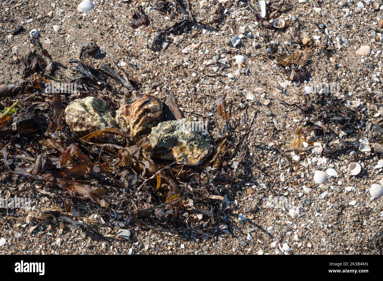 Tres ostras entre las algas y guijarros en una playa de Rømø, Dinamarca, 22 de septiembre de 2022 Foto de stock