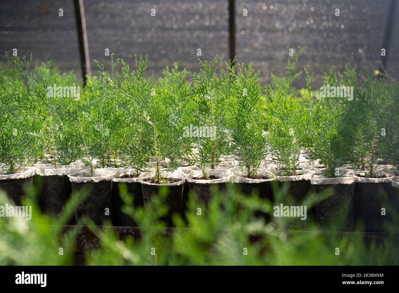 Las plántulas de thuja verdes crecen en un invernadero y macetas especiales, cultivadas para la venta o decoración de la casa Foto de stock