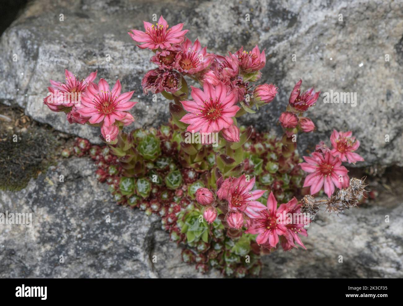 Telaraña casa-puerro, Sempervivum arachnoideum, en flor en los Alpes Italianos. Foto de stock