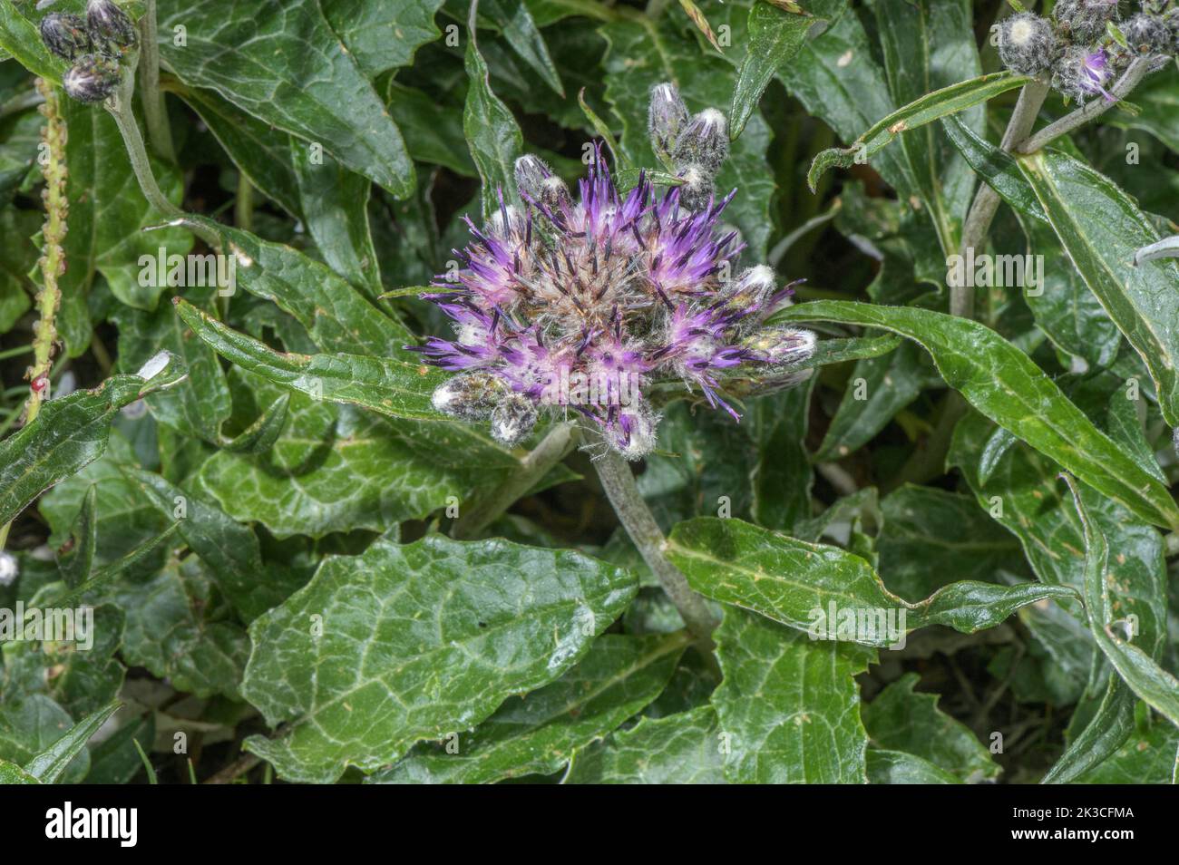 Saussurea, Saussurea discolor en flor en los Alpes italianos. Foto de stock