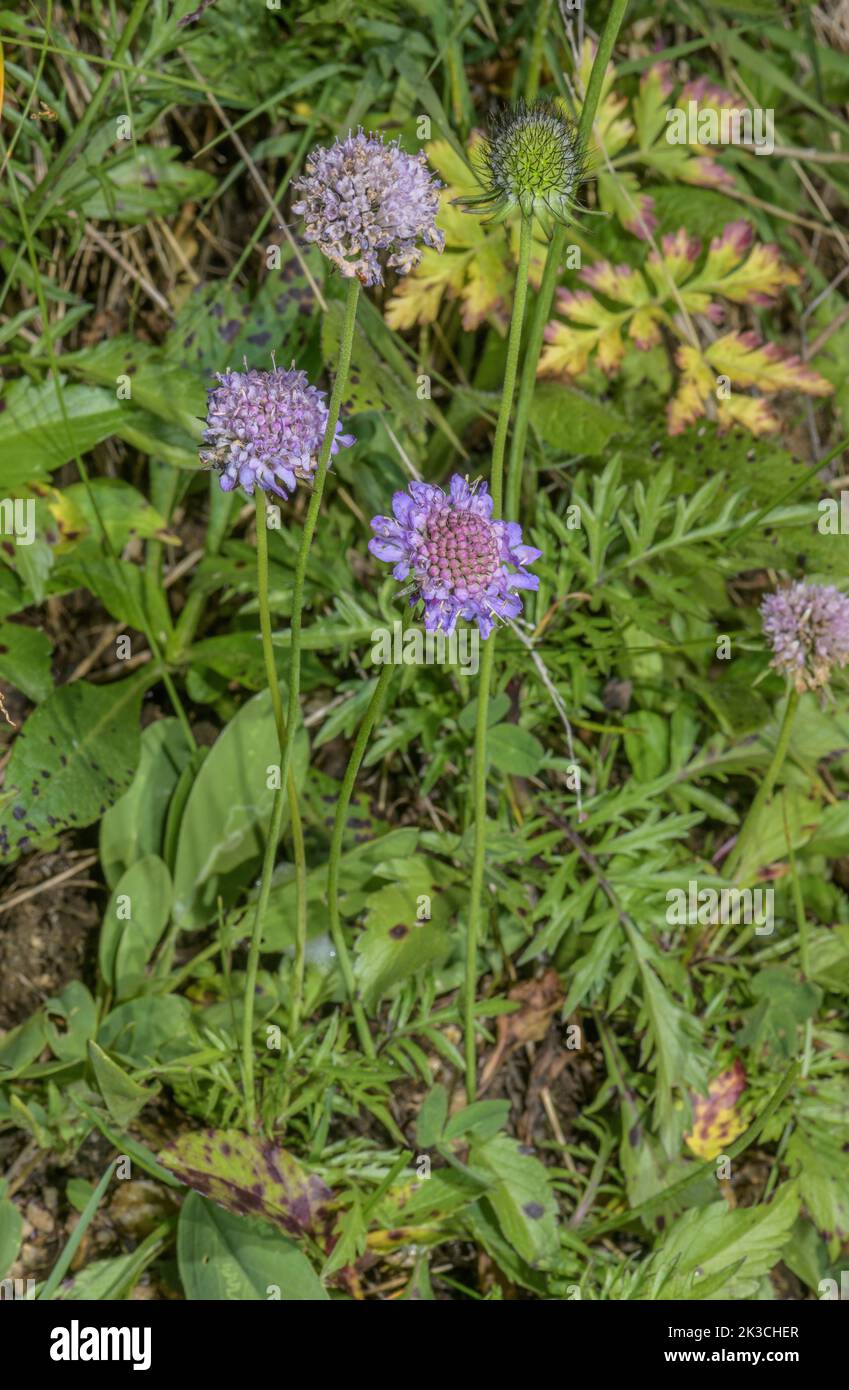 Brillante Scabious, Scabiosa lucida subsp. Lucida en flor en los Alpes italianos occidentales. Foto de stock