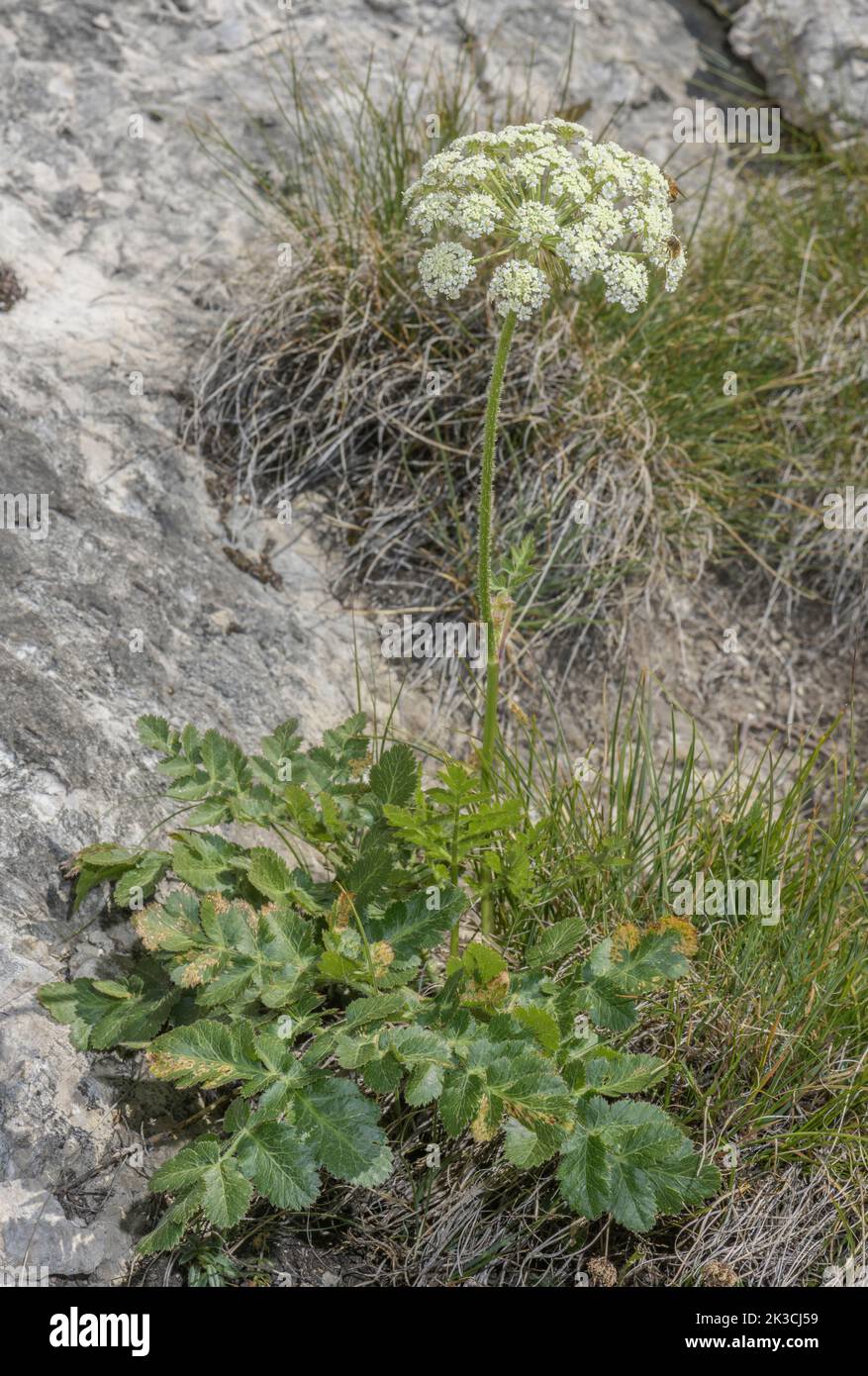 Un Sermountain endémico, Laserpitium nitidum en las montañas al oeste del Lago Garda, Italia. Foto de stock