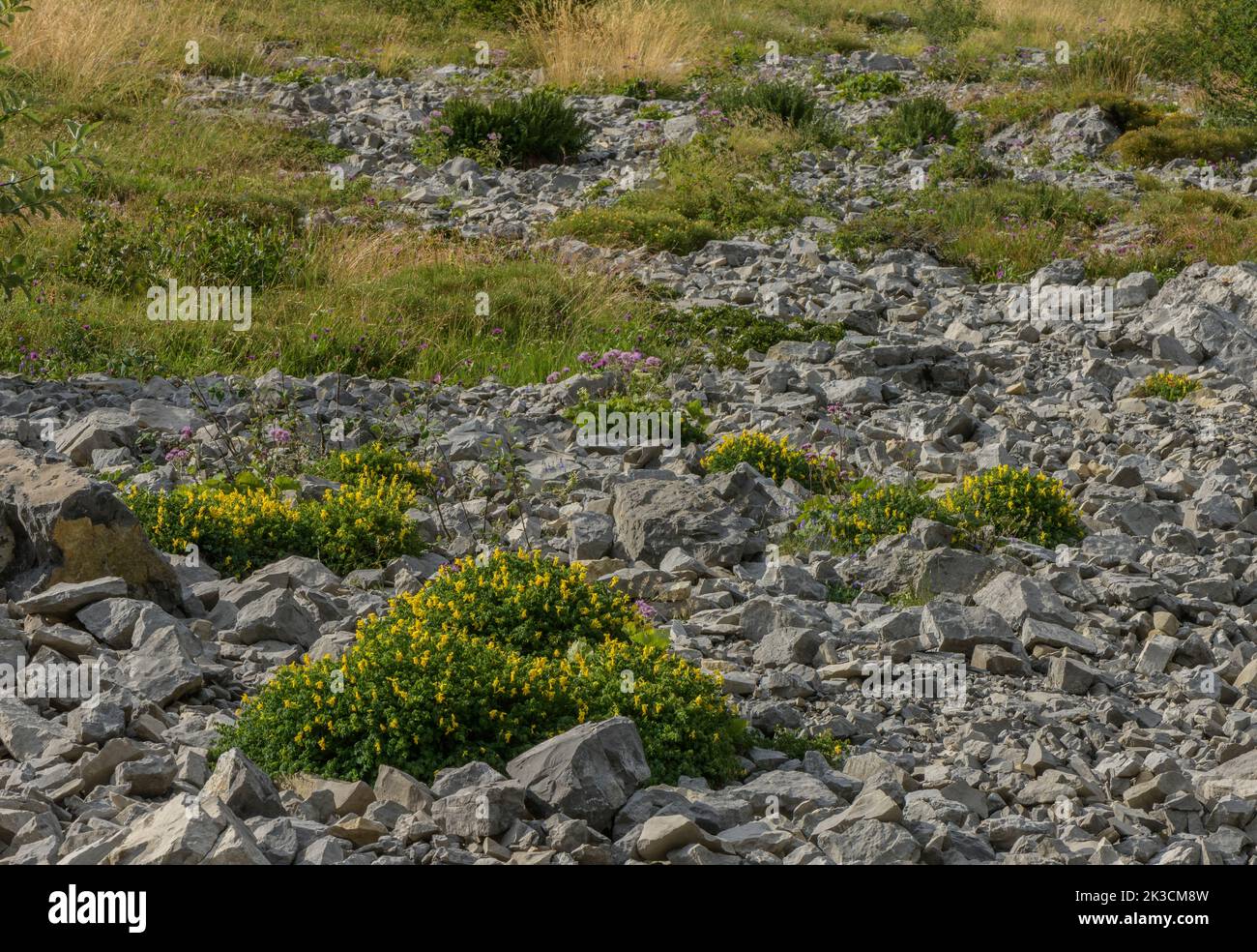 Corydalis Amarilla, Pseudofumaria lutea, en flor en estado salvaje sobre el canto de piedra caliza, Monte Tremalzo, Italia. Foto de stock