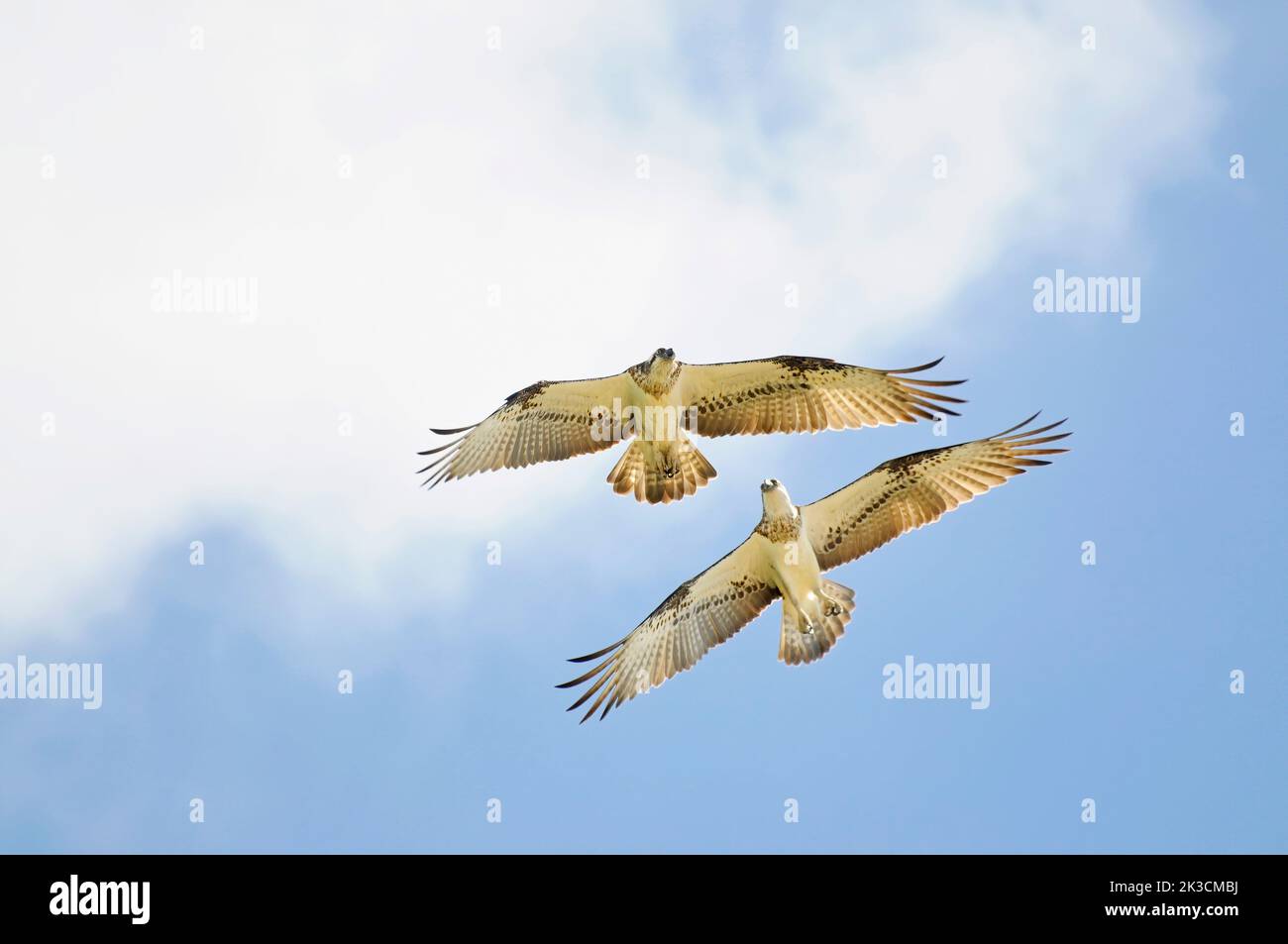 Un par de águilas pescadoras orientales (Pandion cristatus) en vuelo Foto de stock