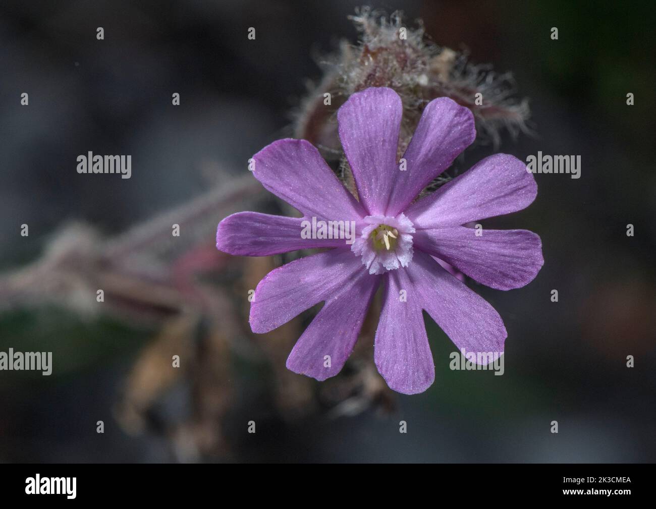 Híbrido de Campión Rosa, Sileno latifolia x Sileno dioica = Sileno x hampeana. (campión rojo x Campión blanco) en flor. Foto de stock