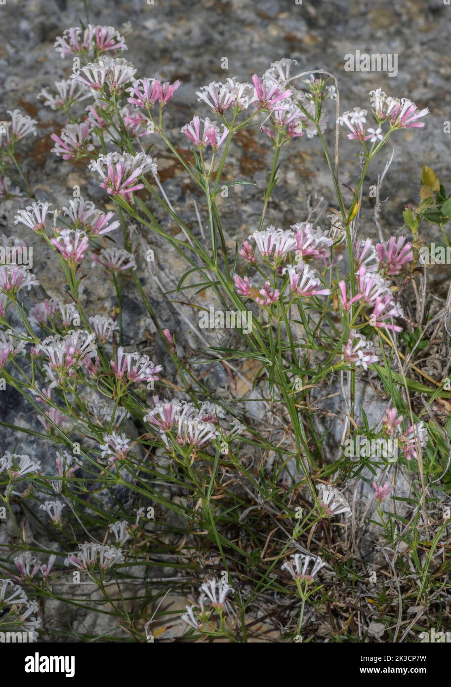 Squinancywort del sur, Asperula aristata, en flor sobre afloramiento rocoso de piedra caliza, Alpes italianos. Foto de stock