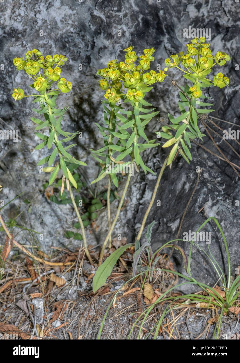 Espurgo frondoso, Euphorbia esula en flor, Italia. Foto de stock