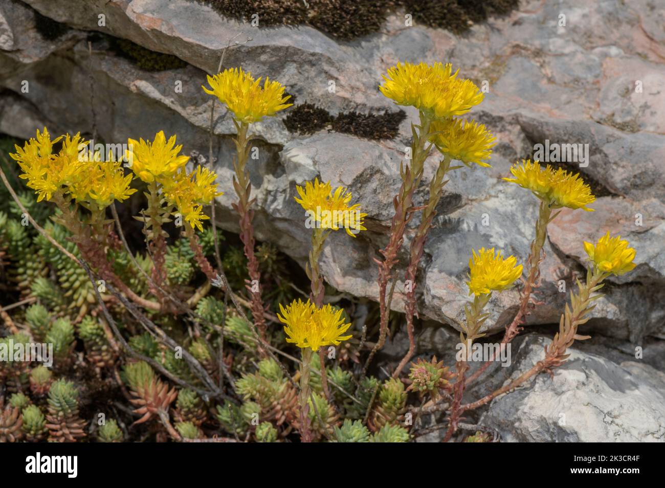Piedra de montaña, Petrosedum montanum, en flor en Monte Baldo. Foto de stock