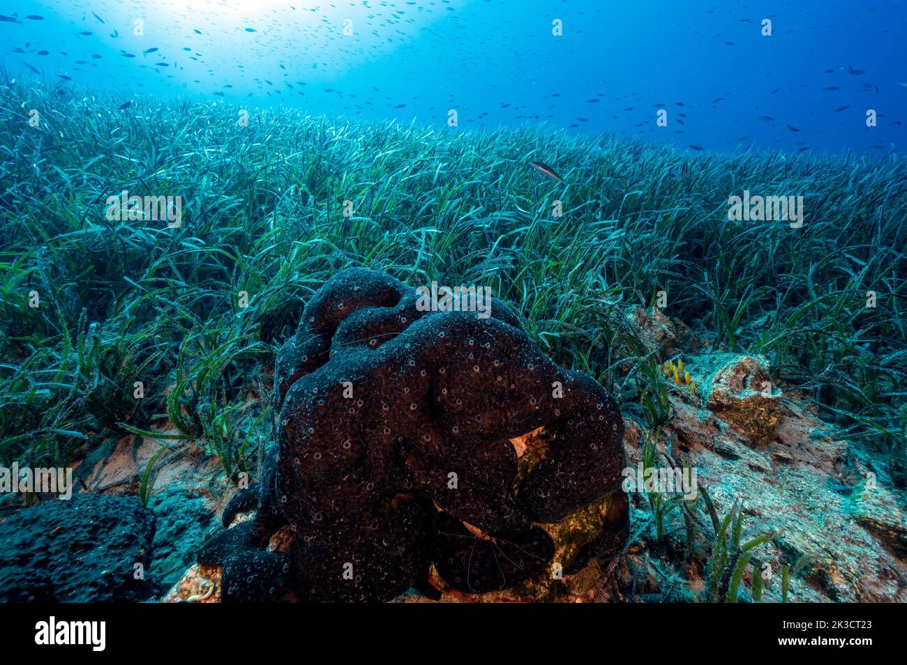 Camas Neptuneseagrass, Posidonia oceanica, Zona Marina Protegida de la Bahía de Gokova, Turquía Foto de stock