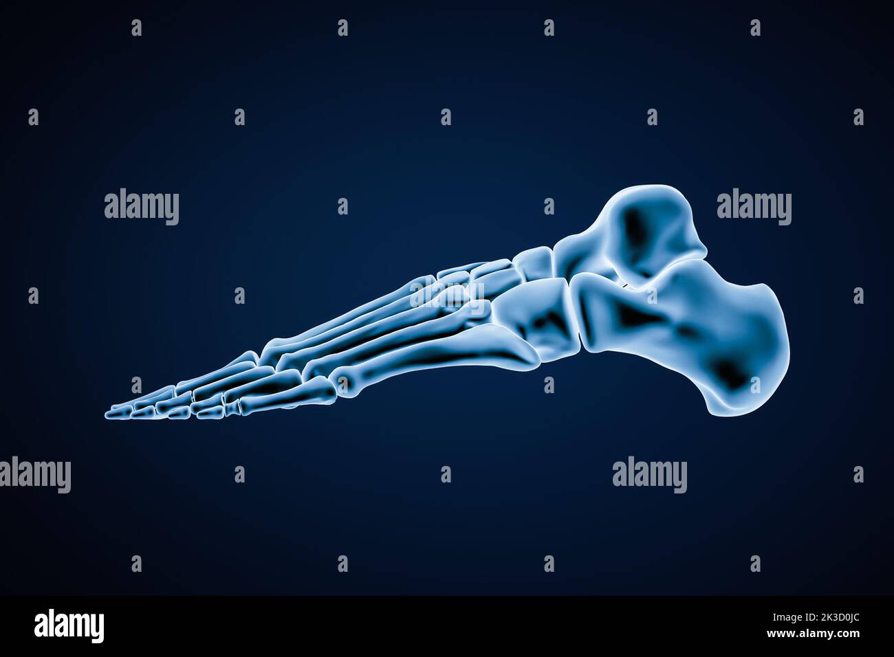 Vista lateral o de perfil de los huesos precisos del pie izquierdo humano aislados sobre fondo azul 3D ilustración. Anatomía, osteología, ortopedia conce Foto de stock