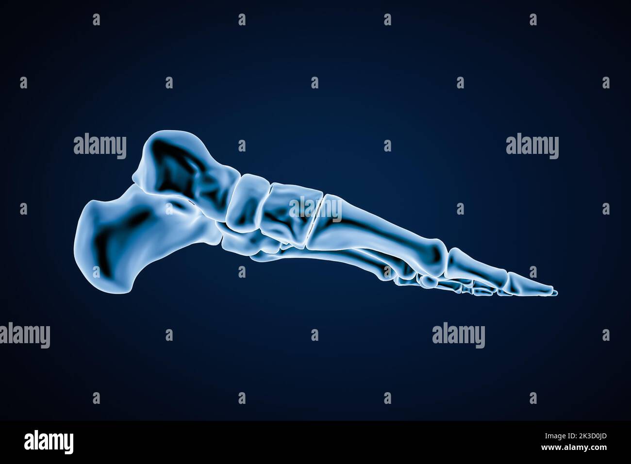 Vista central o del interior del perfil de los huesos precisos del pie izquierdo humano aislados sobre fondo azul 3D ilustración. Anatomía, osteología, ortopedia Foto de stock