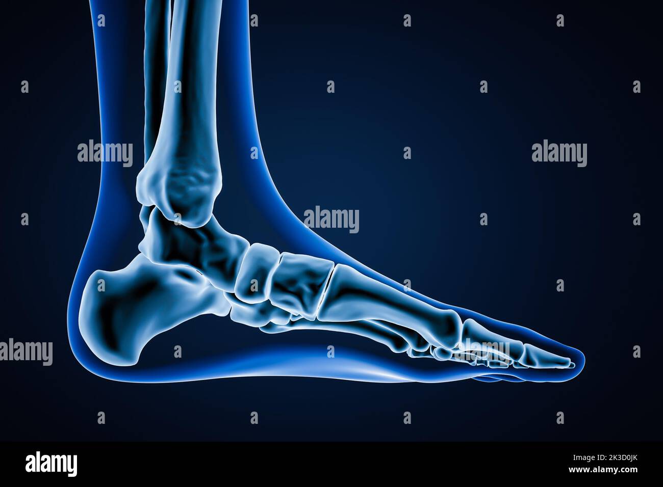 Vista central de los huesos del pie izquierdo humanos precisos con contornos del cuerpo sobre fondo azul 3D ilustración. Anatomía, osteología, concepto de ortopedia Foto de stock