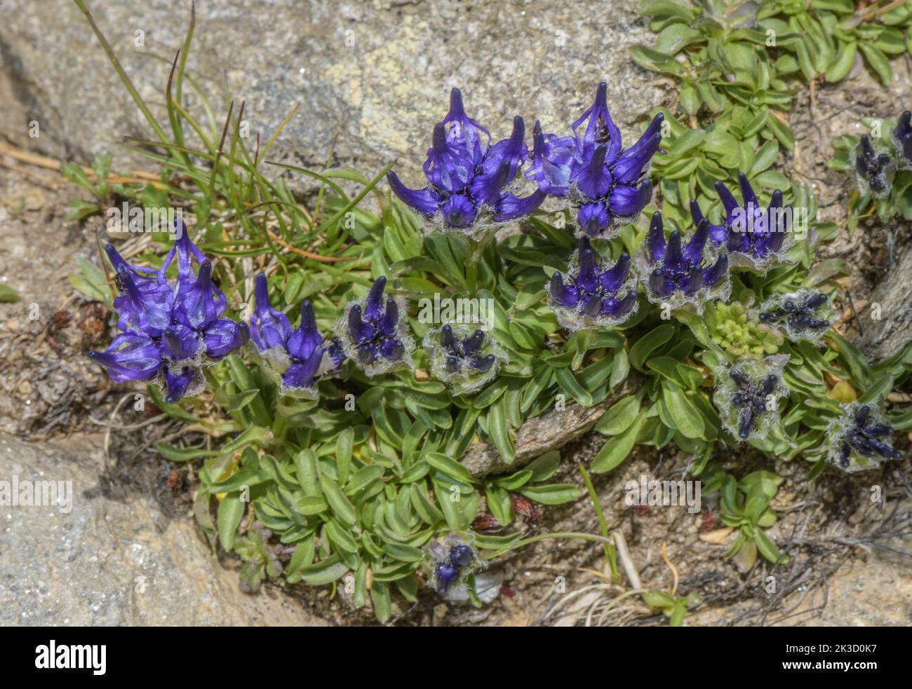 Rampón de hojas globularia, Phyteuma globulariifolium, en flor sobre rocas ácidas, Alpes italianos. Foto de stock