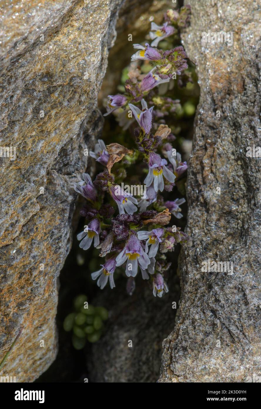 Eyebright enana, Euphrasia mínima en flor en la grieta en la roca ácida esquista, Alpes italianos. Foto de stock