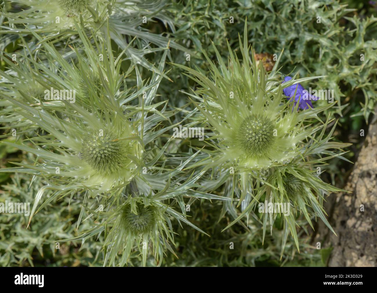 Plata Eryngo, Eryngium spinalbum, en flor en los Alpes Marítimos. Foto de stock