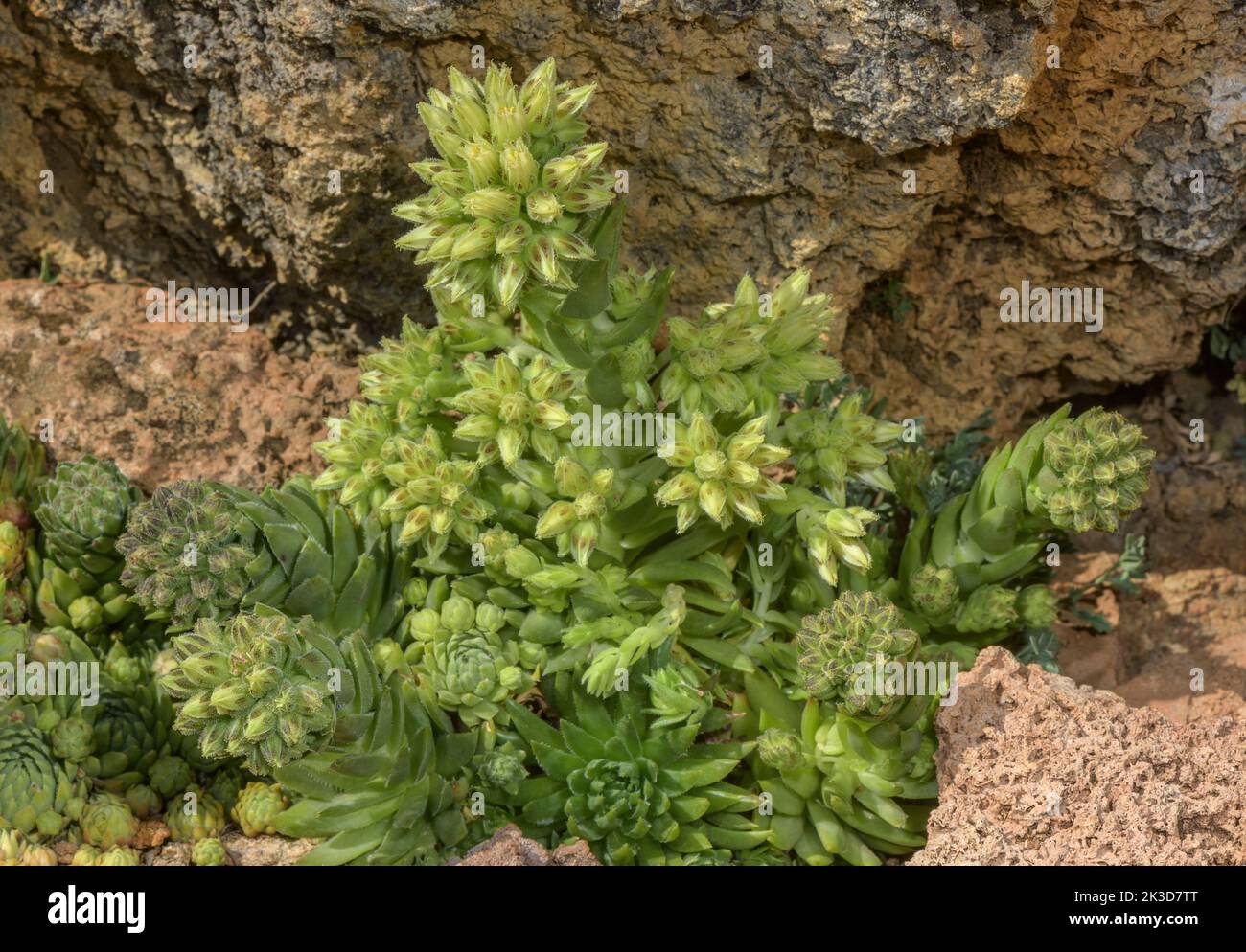 Un houseleek, gallinas rodantes, Sempervivum globiferum subsp. Hirtum, en flor en los Alpes italianos. Foto de stock