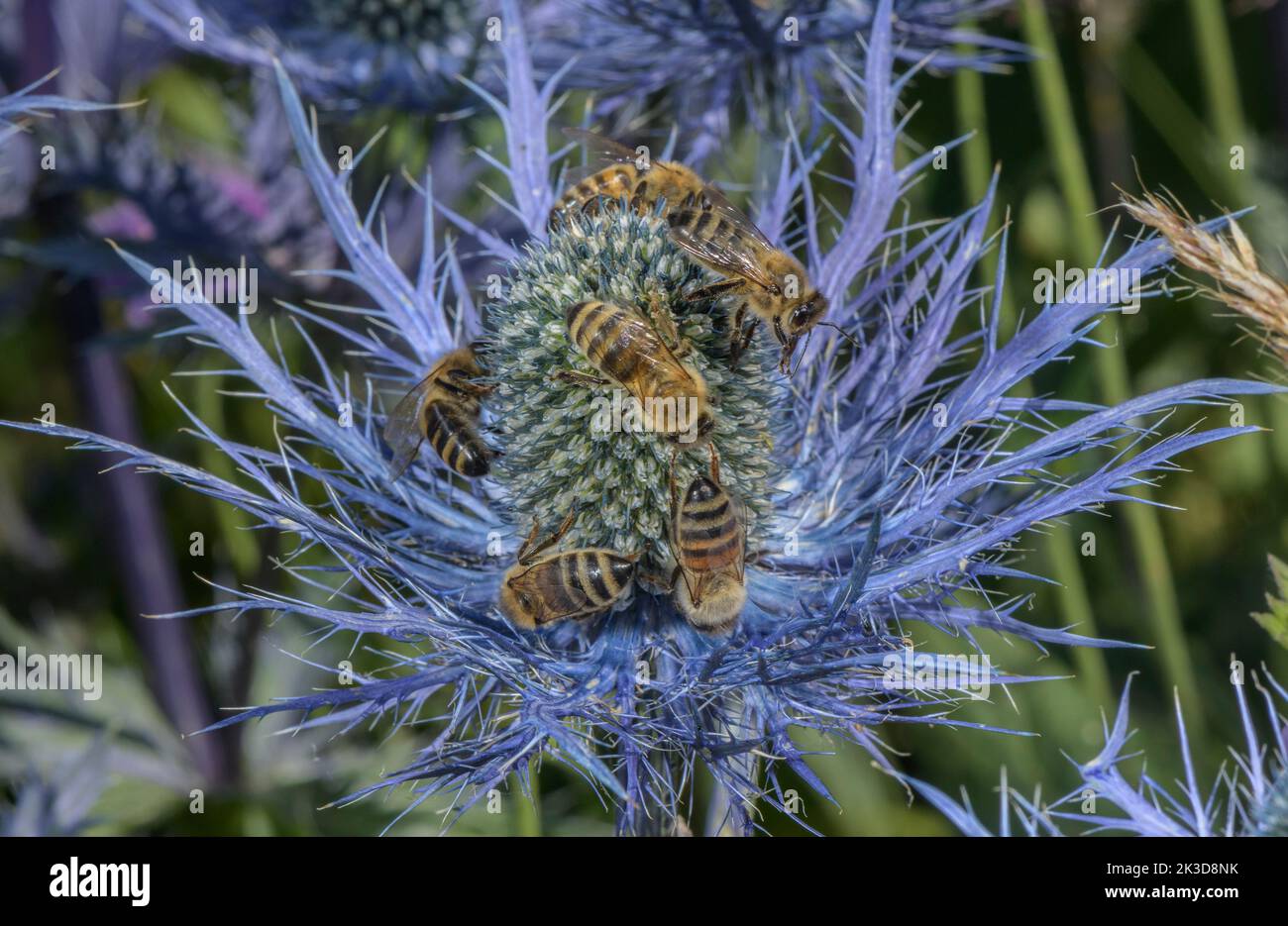 Reina de los Alpes, Eryngium alpinum, cubierta de abejas melíferas, Alpes franceses. Foto de stock