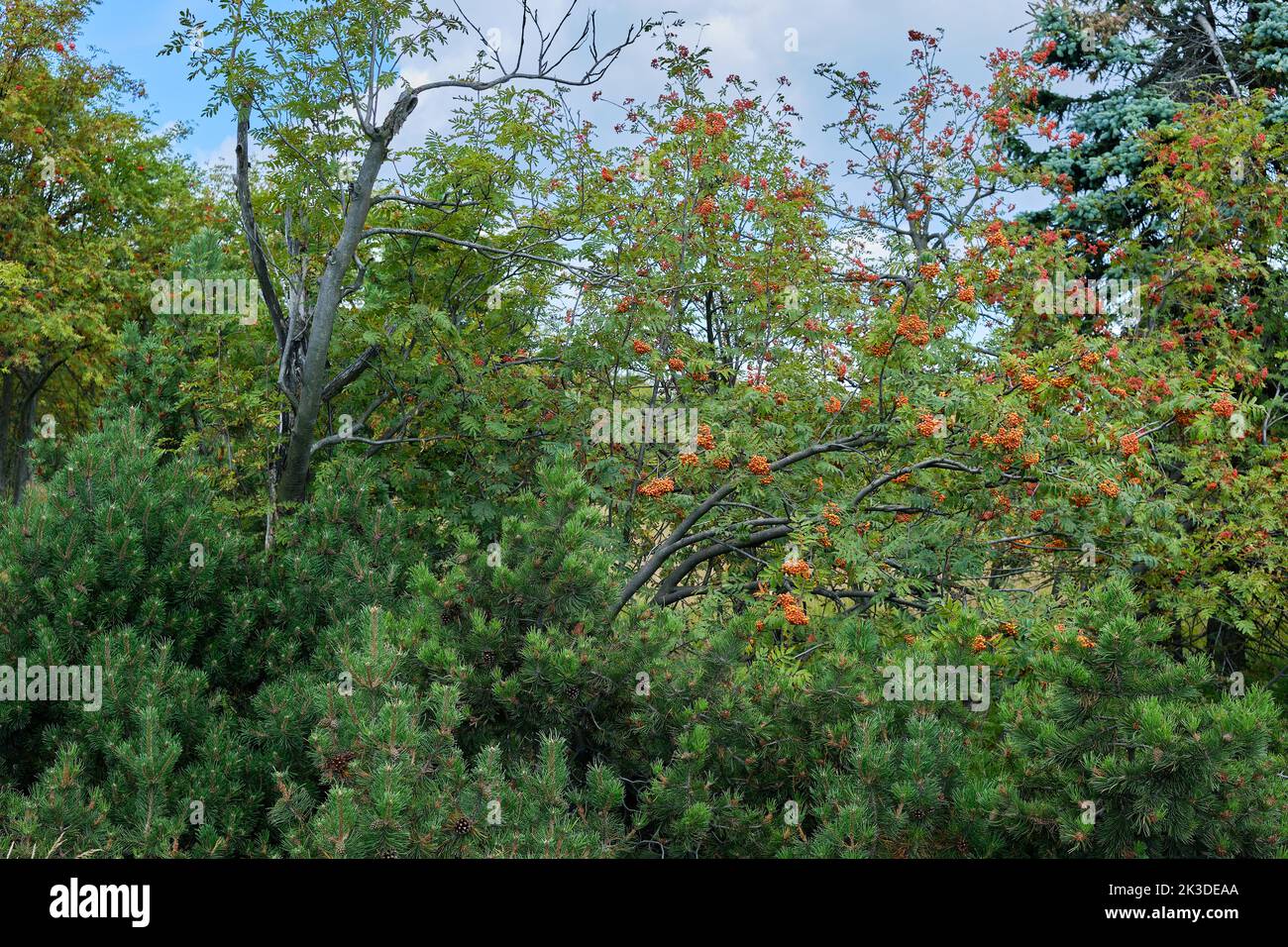 Un matorral de rowan y árboles de coníferas lisiados. Gestrüpp aus Ebereschen und verkrüppeltem Nadelgehölz. Foto de stock