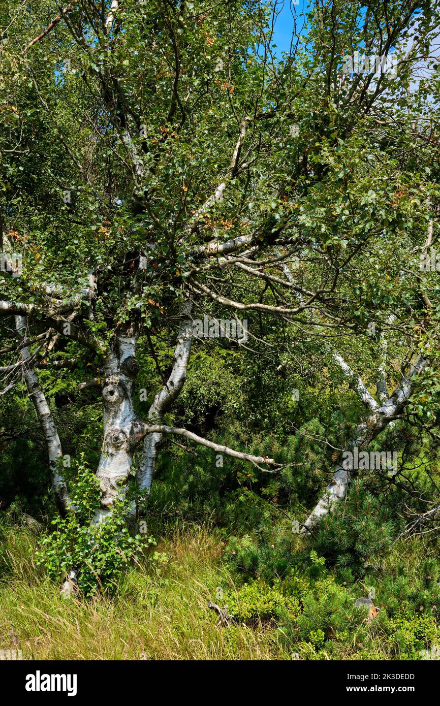 Abedules lisiados distintivos en el borde de un grupo de árboles. Markante verkrüppelte Birken am Rande einer Baumgruppe. Foto de stock