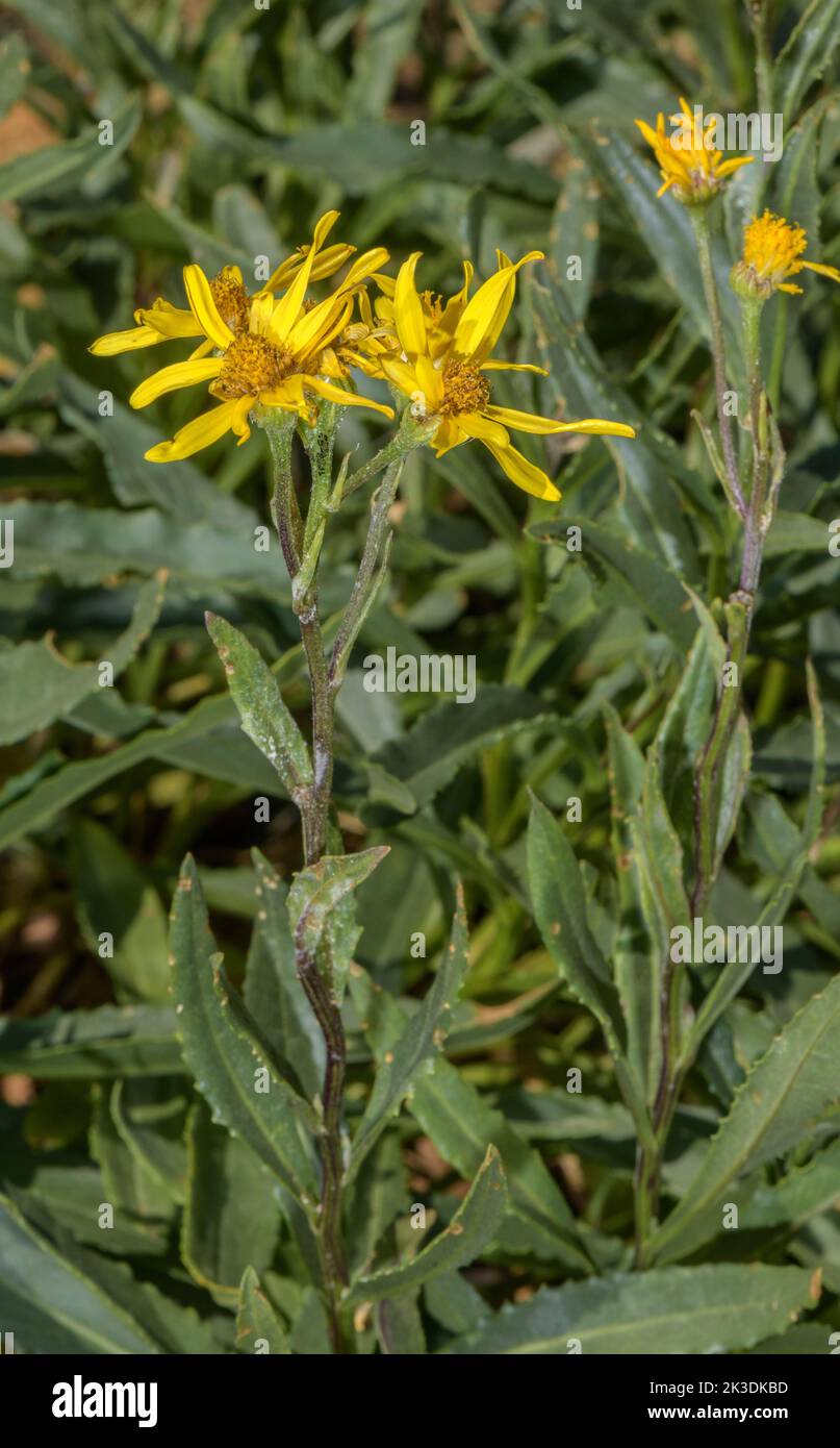 Ragwort de Tournefort, Senecio pyrenaicus, en flor, Pirineos. Foto de stock