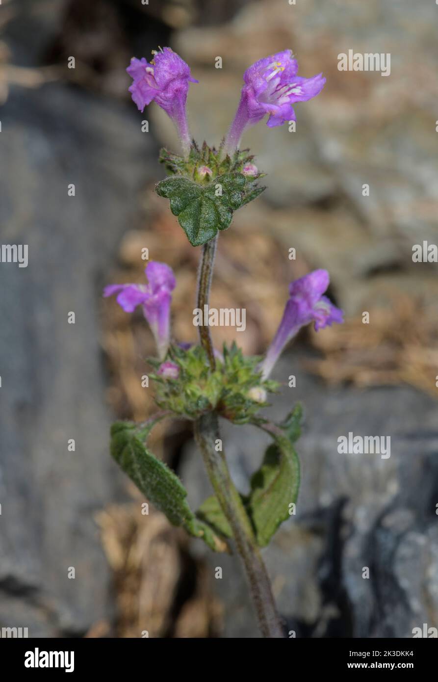 Ortiga de hoja ancha, Galeopsis ladanum en flor en los Pirineos a 1700m. Foto de stock