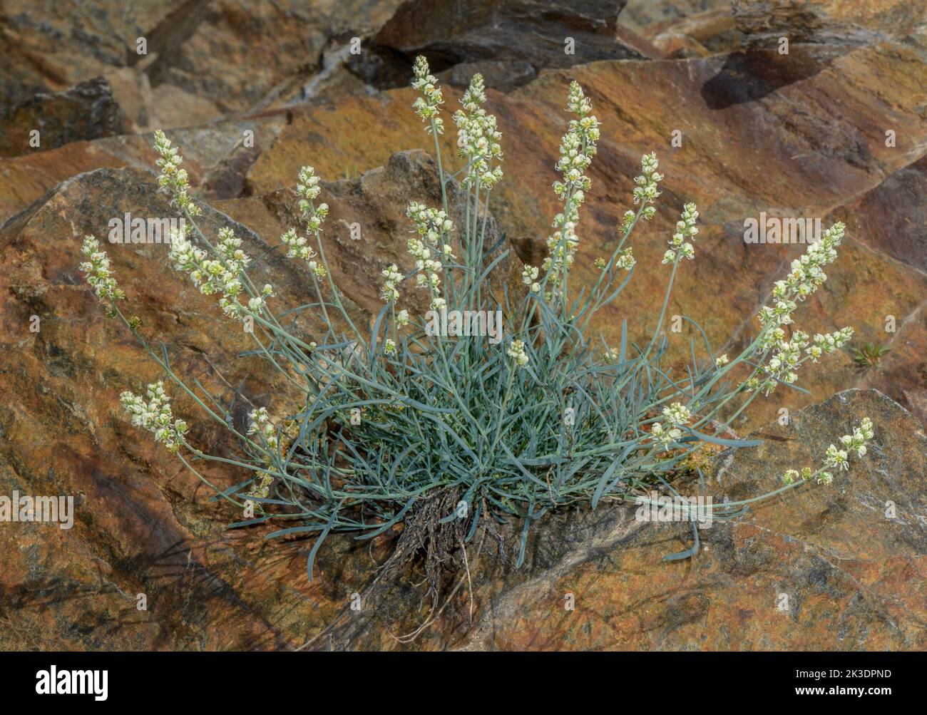 Mignonette pirenaica, Reseda glauca, en flor sobre granito en los Pirineos. Foto de stock