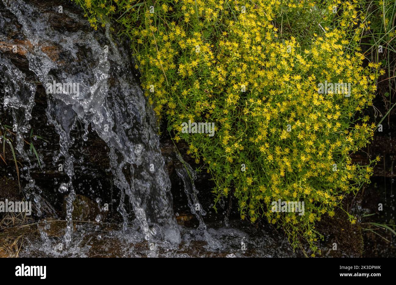 Saxifrage amarillo de montaña, Saxifraga aizoides, en flor en arroyo de montaña. Alpes italianos. Foto de stock