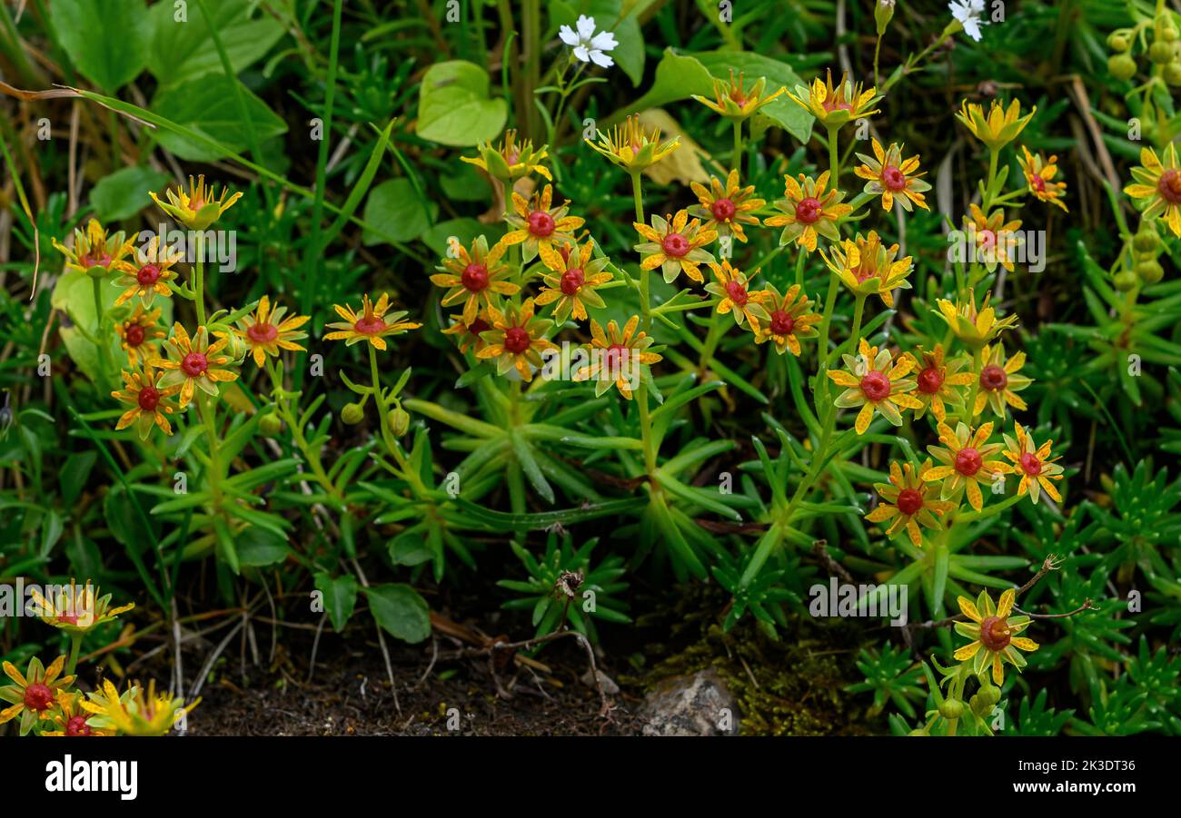 Forma oscura de saxifrage amarillo de montaña, Saxifraga aizoides, en flor en la hierba húmeda de montaña. Foto de stock