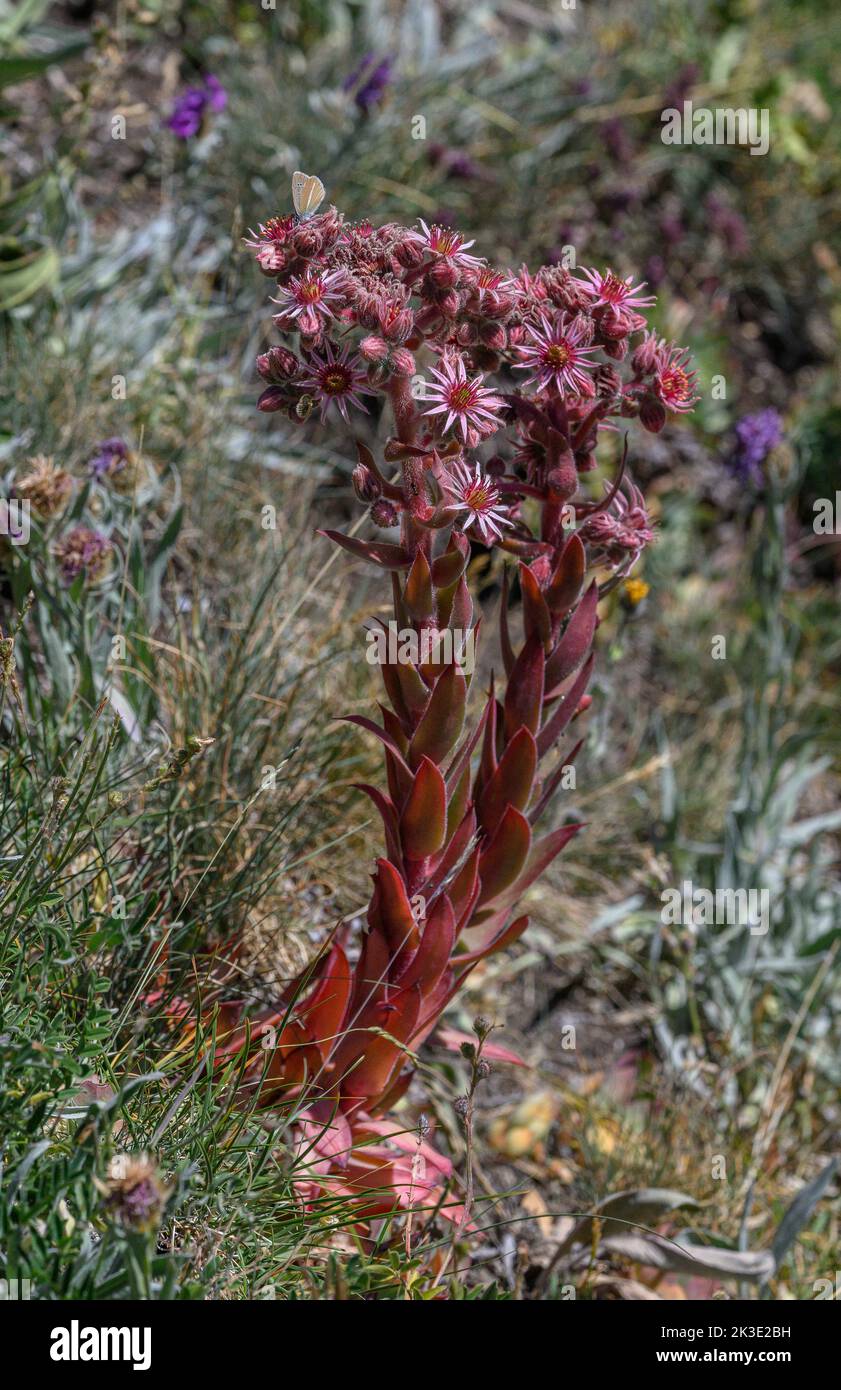 Común houseleek, Sempervivum tectorum, en flor, Parque Nacional de la Vanoise. Foto de stock