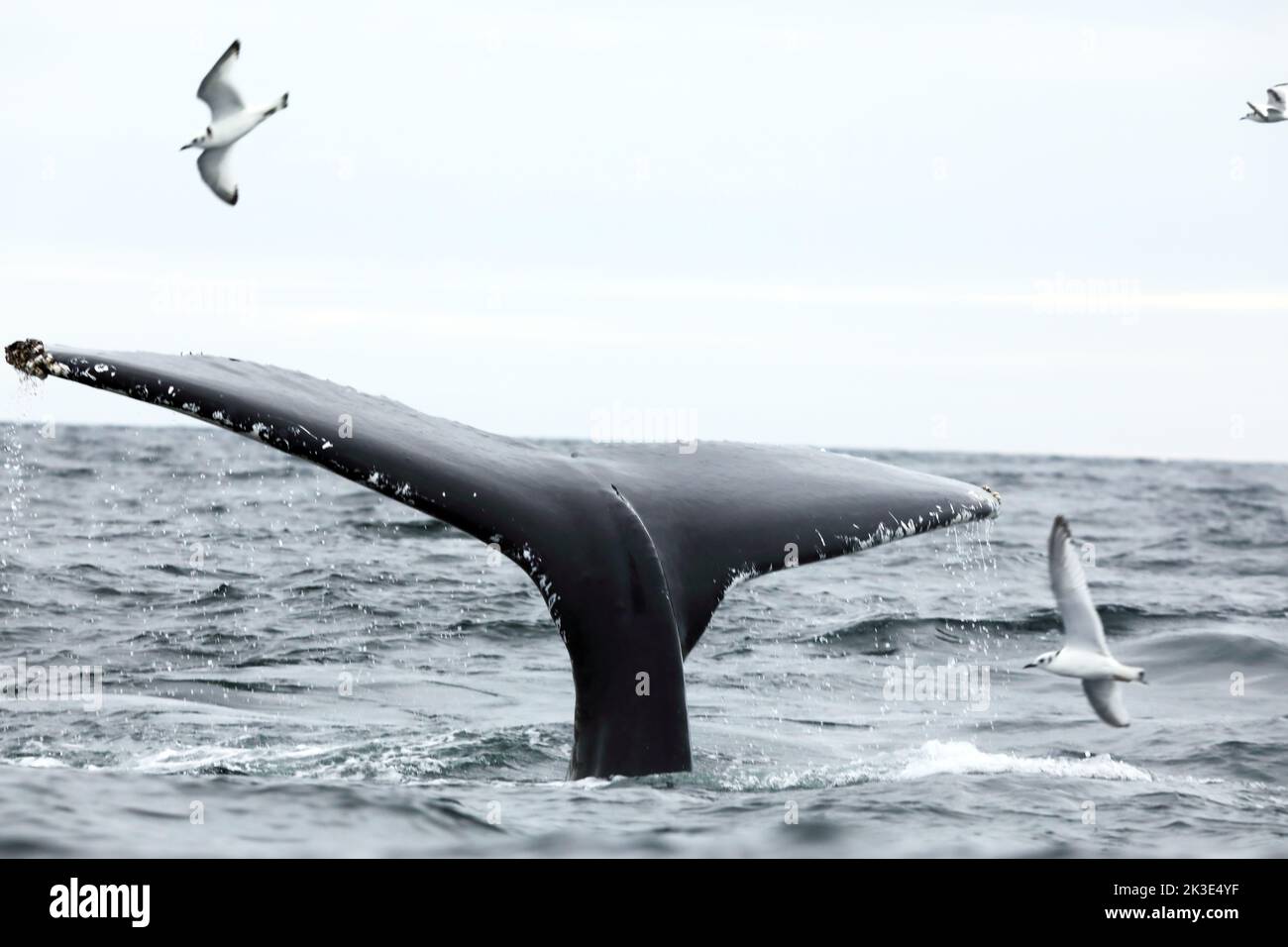 La poderosa cola de la ballena jorobada se sumerge en la costa de la Isla de Mull en Escocia Foto de stock