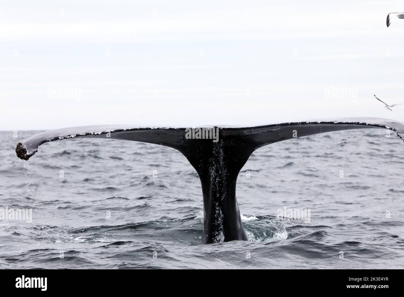 La poderosa cola de la ballena jorobada se sumerge en la costa de la Isla de Mull en Escocia Foto de stock