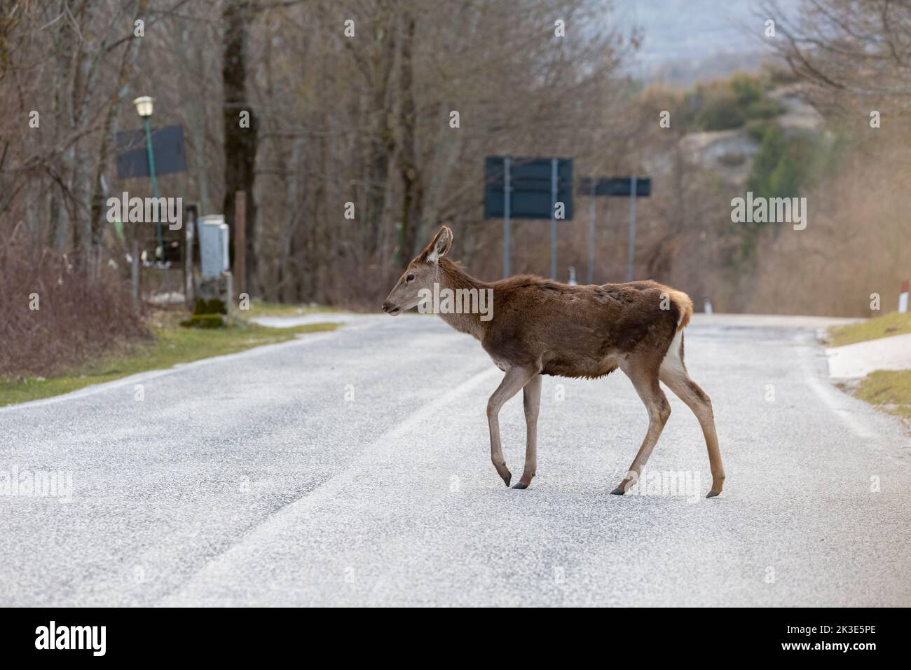 Ciervos caminando por la carretera, Abruzos, Italia. Foto de stock