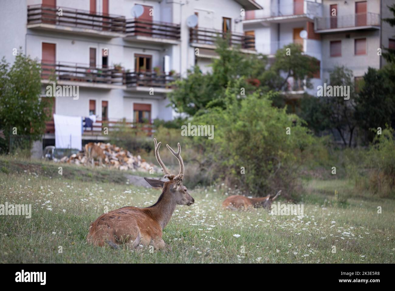 Ciervo rojo en el patio, Abruzos, Italia. Foto de stock