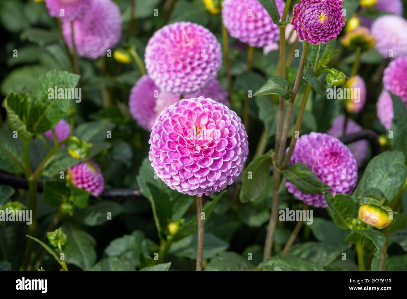 Flores de pompón rosa fotografías e imágenes de alta resolución - Alamy