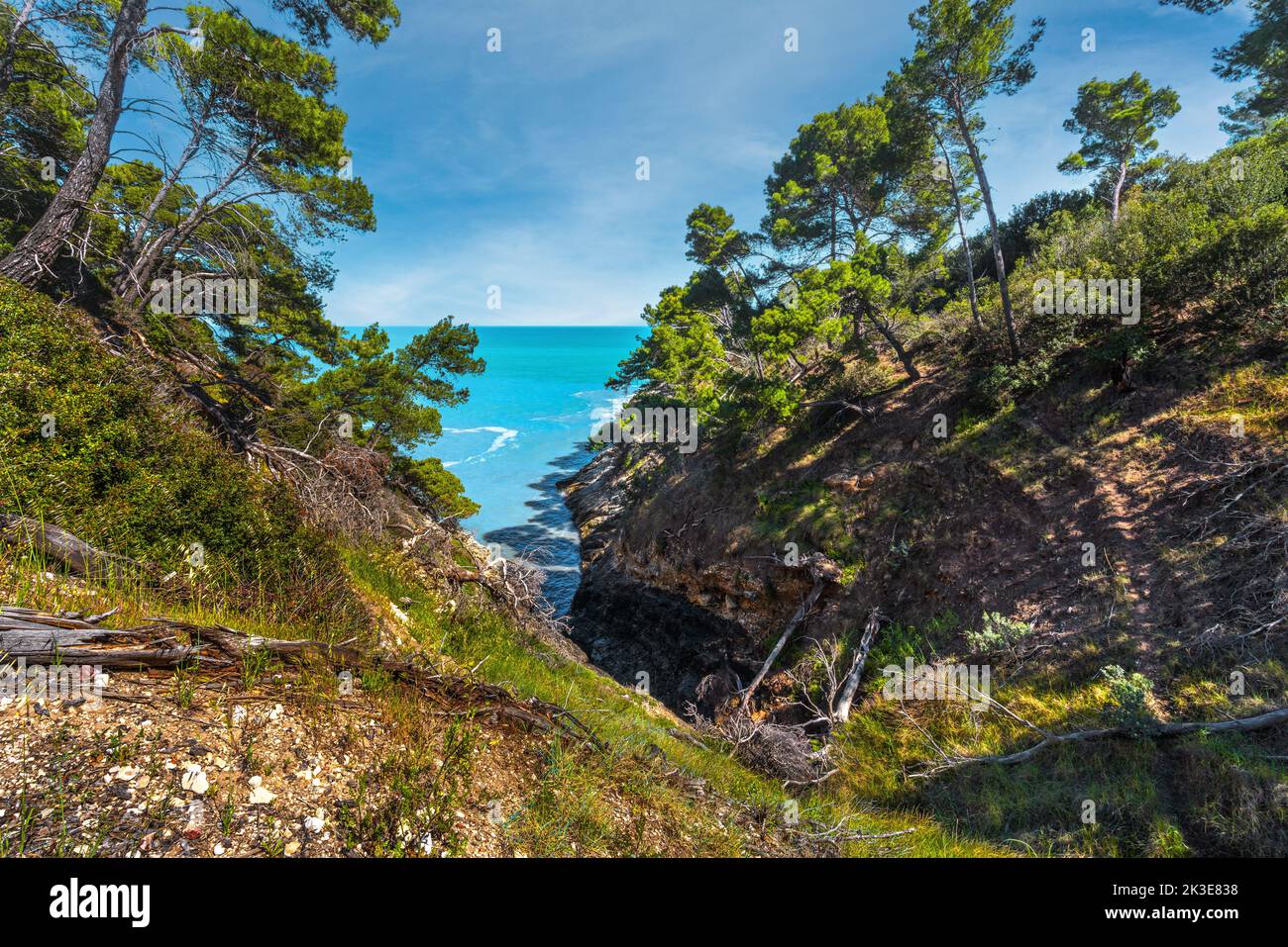 Bosque de pinos cerca de la cueva rota en el Parque Nacional Gargano. El mar de Puglia es el fondo. Vieste, provincia de Foggia, Puglia, Italia, Europa Foto de stock