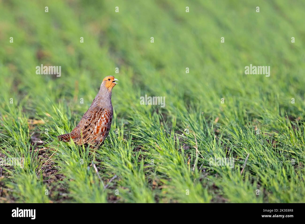 Perdiz gris / perdiz inglés / hun (perdix perdix) macho llamando en campo en primavera Foto de stock