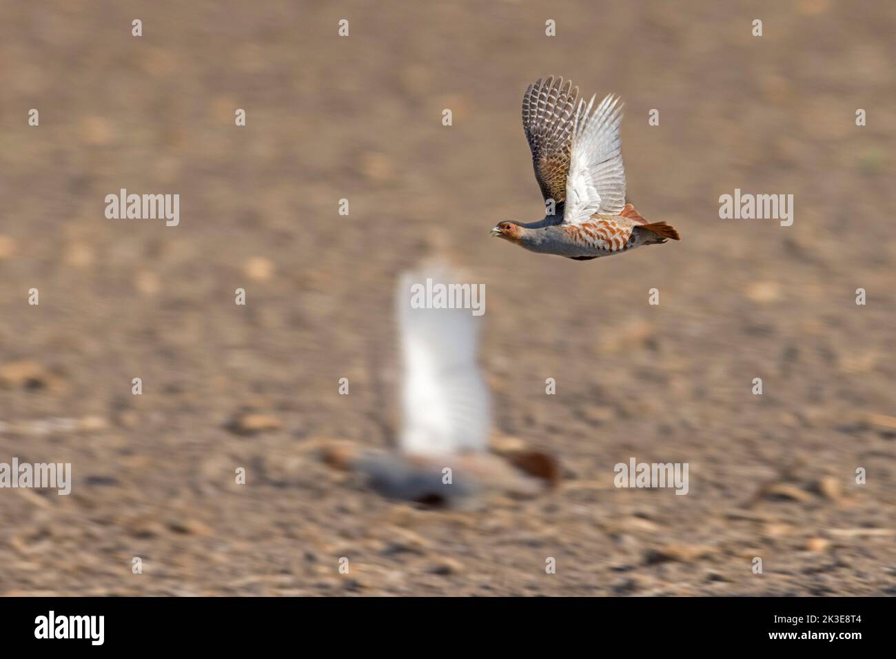 Dos perdices grises / perdices ingleses / hunos (Perdix perdix) machos volando sobre el campo en primavera Foto de stock