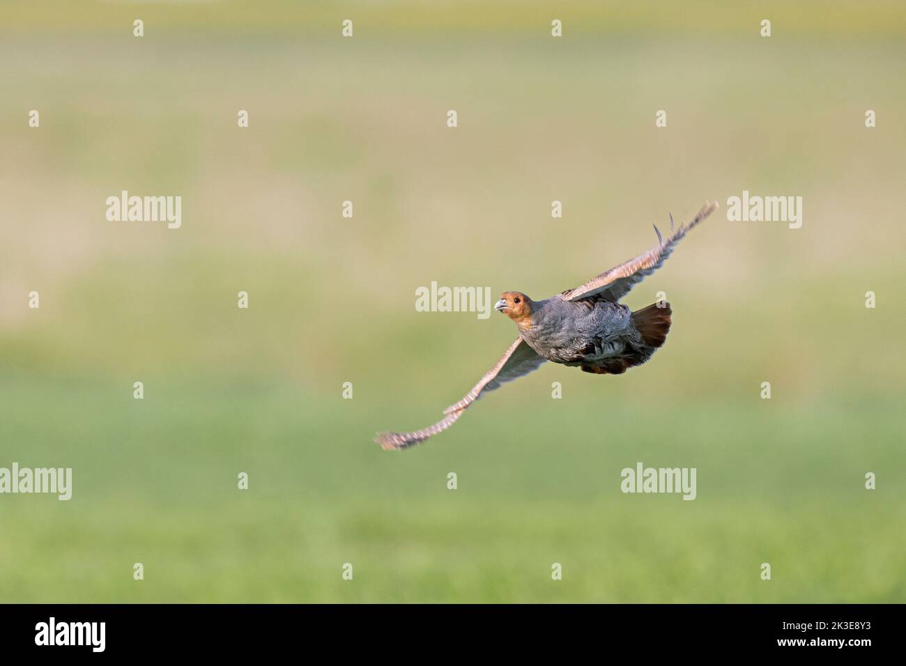 Perdiz gris / perdiz inglesa / hun (Perdix perdix) macho volando sobre el campo en primavera Foto de stock